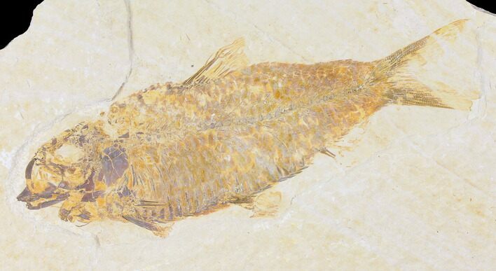 Fossil Fish (Knightia) - Wyoming #109954